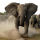 A Charging elephant can crush anything so easily with it's massive body...