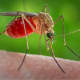 most-dangerous-animals-on-the-planet
