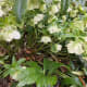 Hellebores in the rain