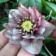 A hellebore flower with multiple rows of petals (which in the case of hellebores are really sepals)