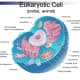 This diagram shows what a typical eukaryotic animal cells looks like.