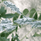 Walnut Caterpillars