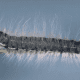 Walnut Caterpillar (Datana integerrima)
