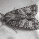 Scarce Dagger Moth