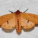 Isabella Tiger Moth