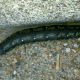 White-Lined Sphinx (Black Form)
