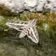 White-Lined Sphinx Hawkmoth