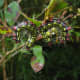 Azalea Caterpillar (Datana major)