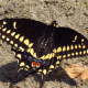Black Swallowtail