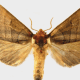 Azalea Moth