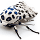 Giant Leopard Moth (Hypercompe scribonia)