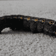 Tersa Sphinx Caterpillar (Black Form)