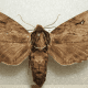 Catalpa Sphinx Hawkmoth