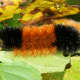 Woolly Bear Caterpillar (Pyrrharctia isabella)