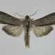 Cucullia Moth