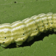 Rosy Maple Moth Caterpillar