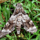 Giant Sphinx Moth