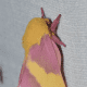 Rosy Maple Moth