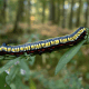 Brown Hooded Owlet Caterpillar