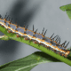 Gulf Fritillary Caterpillar
