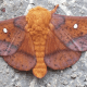 Orange-Striped Oakworm Moth
