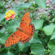 Gulf Fritillary Butterfly