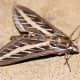White-Lined Sphinx Moth