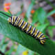 Monarch Caterpillar