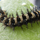 American Painted Lady Caterpillar