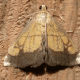 Evergestis Species Moth