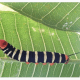 Giant Sphinx Caterpillar