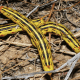 White-Lined Sphinx Striped Form Caterpillar
