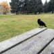 A crow watching me at a picnic table to see if I have food