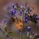 Moth Pollinator