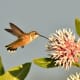 Rufous Humming Bird on Seedskadee National Wildlife Refuge pollinating flowers