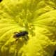Unidentified Meliponini bee, covered with pollen, visiting a flower of the Vegetable Sponge Gourd (Luffa cylindrica) in Campinas, Brazil