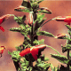 Typical Bird-Pollinated Flowers: Scarlet monkeyflower