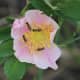 This wild prairie rose (Rosa arkansana) is being pollinated by syrphid flies