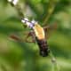 Sphinx moth nectaring on Brazilian vervain