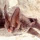 Adult Rafinesque's big-eared bat rests on a cave wall. Bats are one of nature’s many pollinators for flowers and crops and are crucial in production for fruits and vegetables.