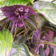 This plant is pollinated by bats.