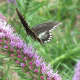 A butterfly pollinating gayfeather blooms