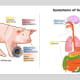 influenza-pandemics-of-the-20th-and-21st-century