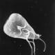 A flagellate is a type of protozoa.This scanning electron micrograph (SEM) revealed some of the external ultrastructural details displayed by a flagellated Giardia lamblia protozoan parasite. G. lamblia is the organism responsible for causing the dia