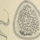 A flagellate is a type of protozoa. Wenrich (1924) reports one flagellate and seven ciliates from the skin of tadpoles, and Sassuchin (1928) has added a list of species which he has found in the slime of the tadpole skin.