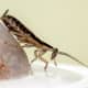 Cockroach