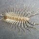 House centipede