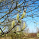 Female catkins of Salix caprea showing their pistils