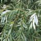 Salix alba leaves