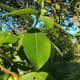 Leaves of Salix caprea